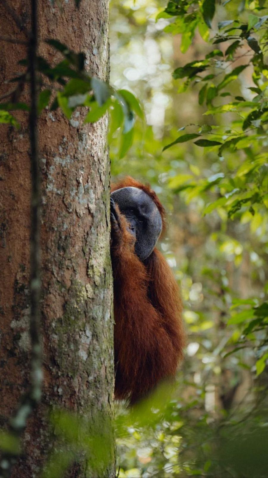 R5 Keramba Inn Bukit Lawang Eksteriør billede