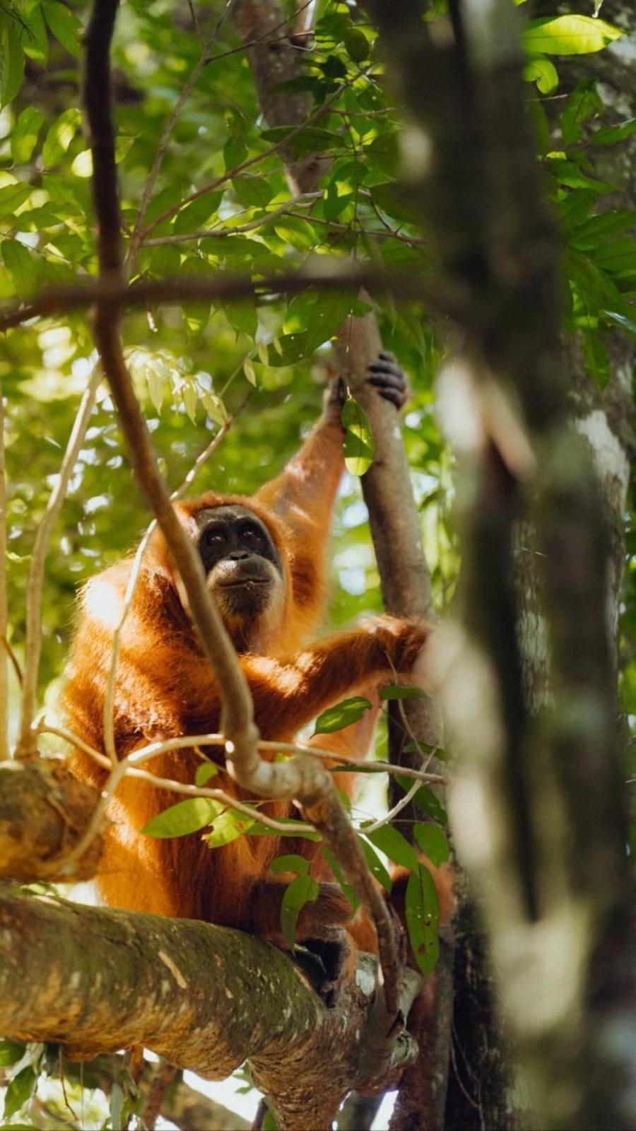 R5 Keramba Inn Bukit Lawang Eksteriør billede